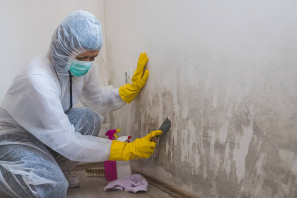 Best Mold Odor Removal Services  in Goodland, IN