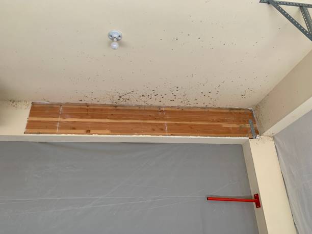 Best Basement Mold Removal  in Goodland, IN