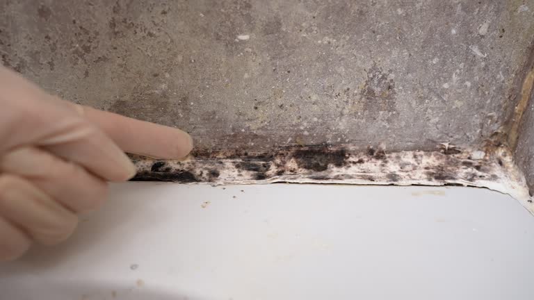 Biohazard Mold Removal in Goodland, IN